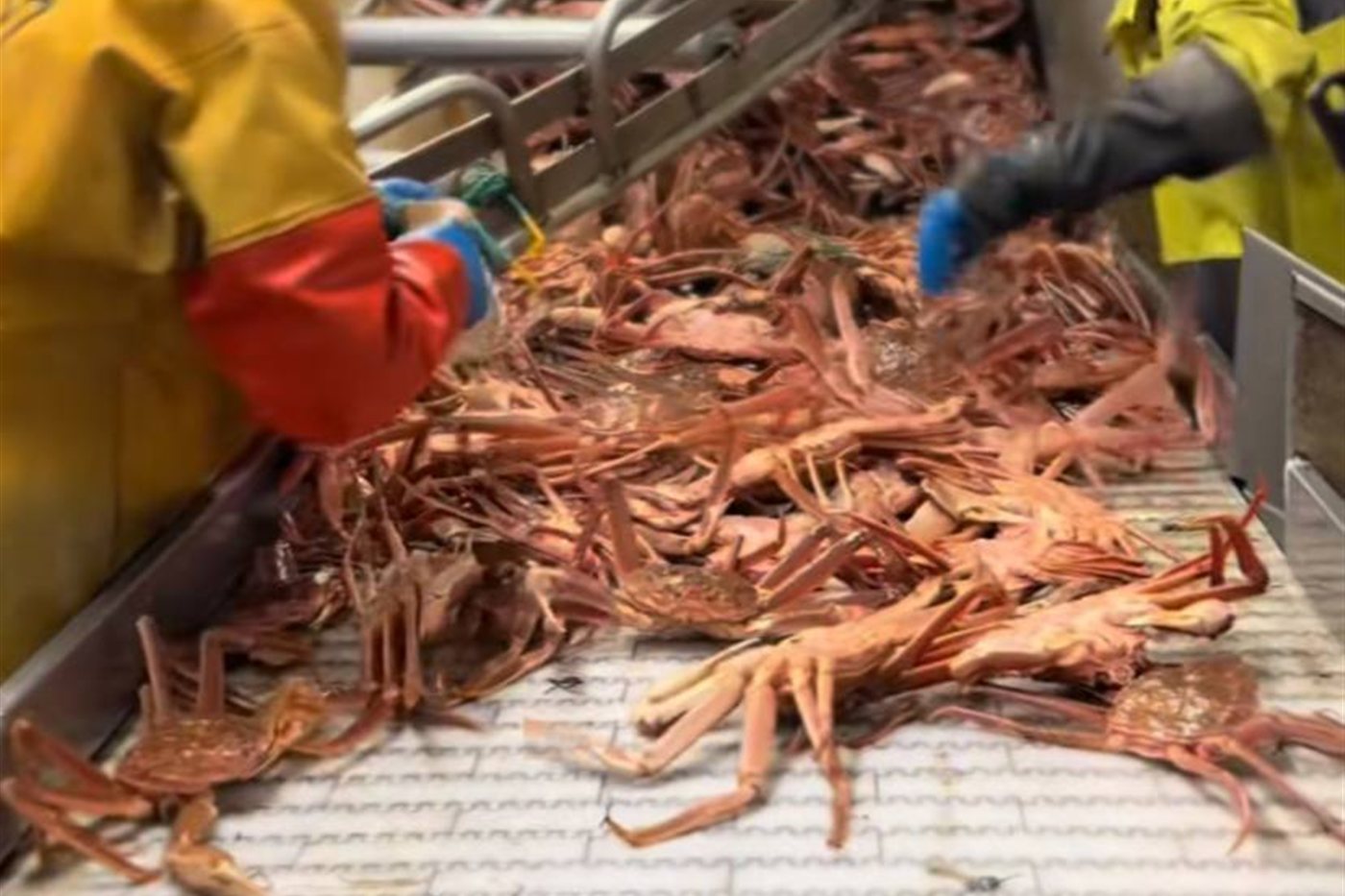 Crab fishing documentation